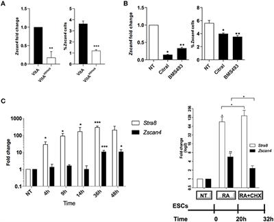 Retinoic Acid Induces Embryonic Stem Cells (ESCs) Transition to 2 Cell-Like State Through a Coordinated Expression of Dux and Duxbl1